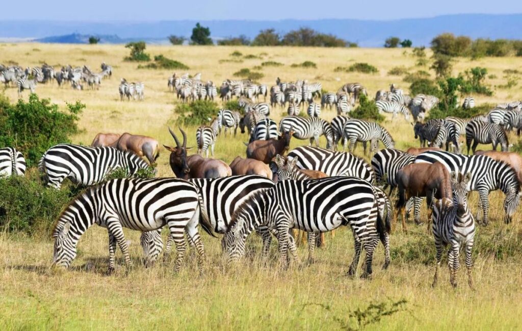 Best-Amboseli-National-Park-2026