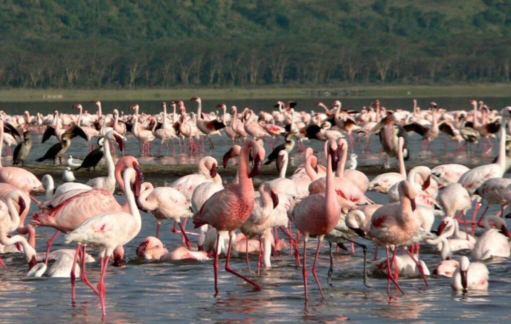 Lake-Nakuru-National-Park-amazing-view-2026