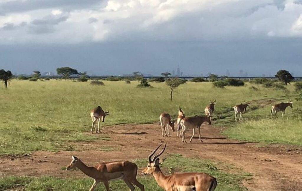 Nairobi-National-Park-tour-booking-2026