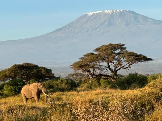Titolo: Avventura Safari in Kenya tra Tsavo e Amboseli Alt Text: Avventura safari in Kenya con elefanti nel parco Tsavo East e vista Kilimanjari Caption: Elefanti africani durante un safari in Kenya con vista sul Kilimanjari Descrizione: Questa immagine rappresenta una straordinaria avventura safari in Kenya nei parchi nazionali di Tsavo East e Amboseli. Ideale per chi cerca un’esperienza autentica tra elefanti, leoni e paesaggi mozzafiato con il Monte Kilimanjari sullo sfondo.