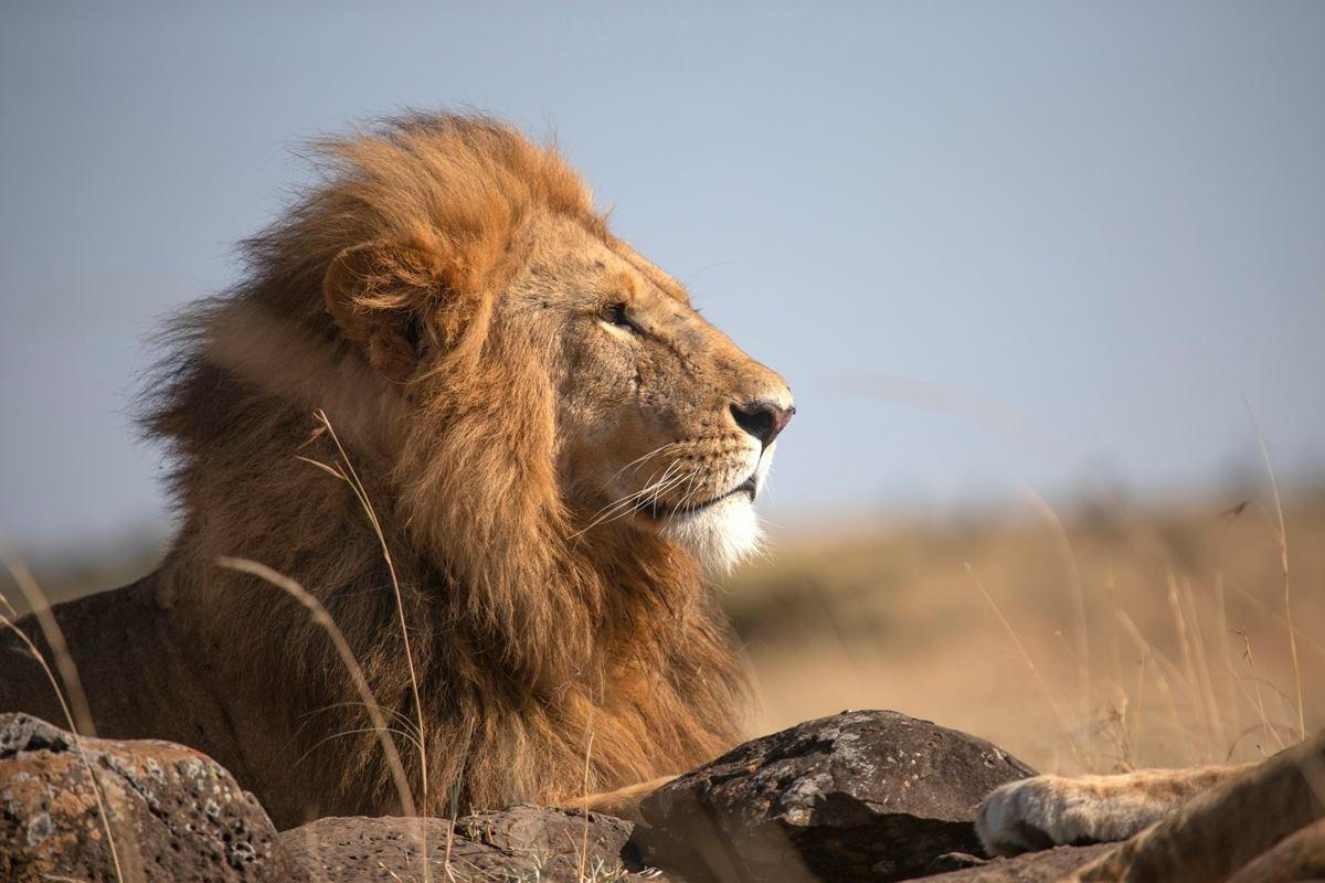 Lion pride resting together on the golden savannah grasslands of Masai Mara National Reserve during a morning game drive in Kenya