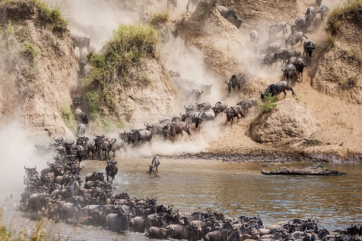 Grande migrazione Masai Mara con gnu e zebre che attraversano il fiume Mara durante safari fotografico in Kenya