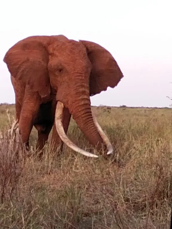 Elefanti rossi nel Parco Nazionale Tsavo Ovest durante un safari in Kenya