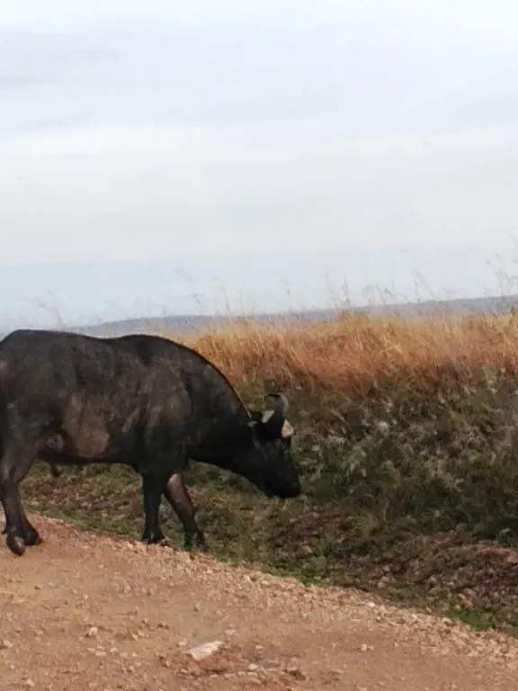 Colata lavica Shetani nel Parco Nazionale Tsavo Ovest in Kenya
