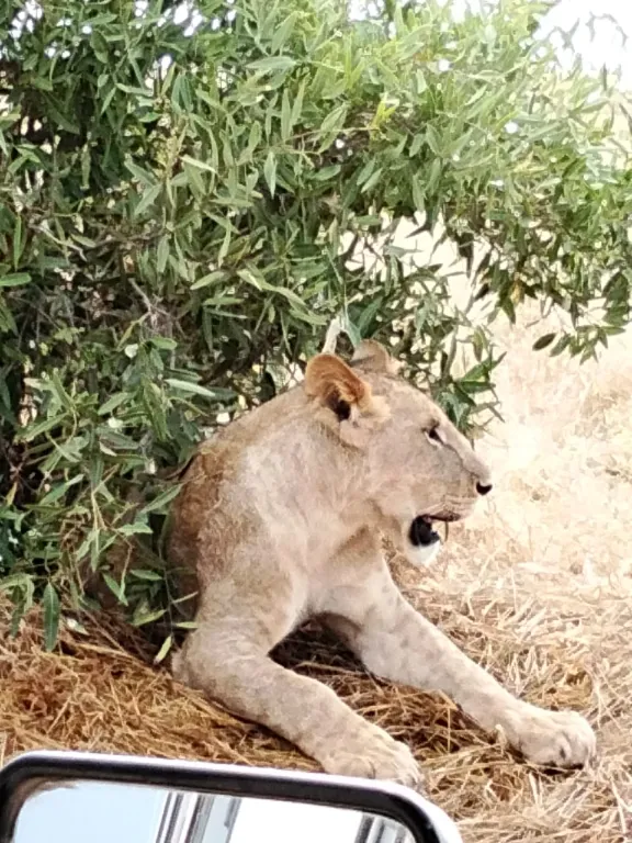 Safari Tsavo East + Amboseli da Watamu | 3 Giorni Safari