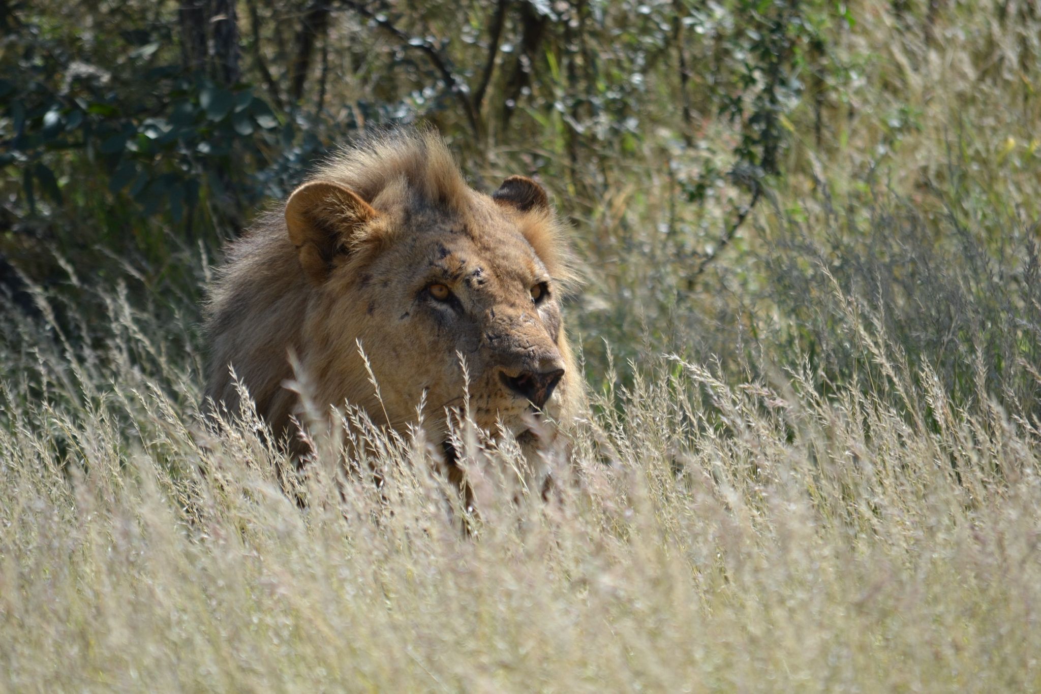 Leone safari Tsavo East prezzo Watamu