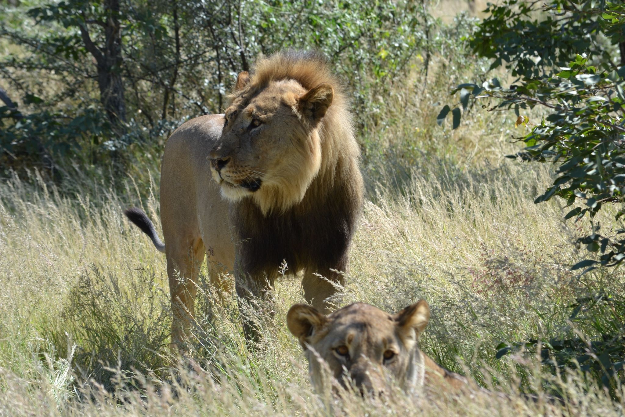big five safari leoni ghepardo,leopardo