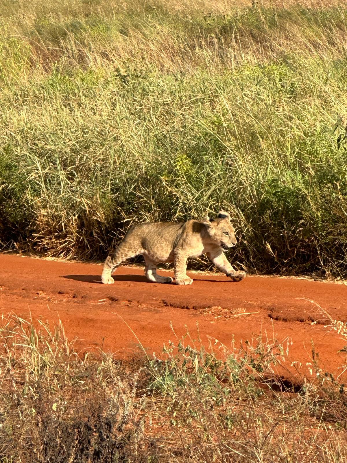 Safari Tsavo Este: Opinioni Reali E Utili