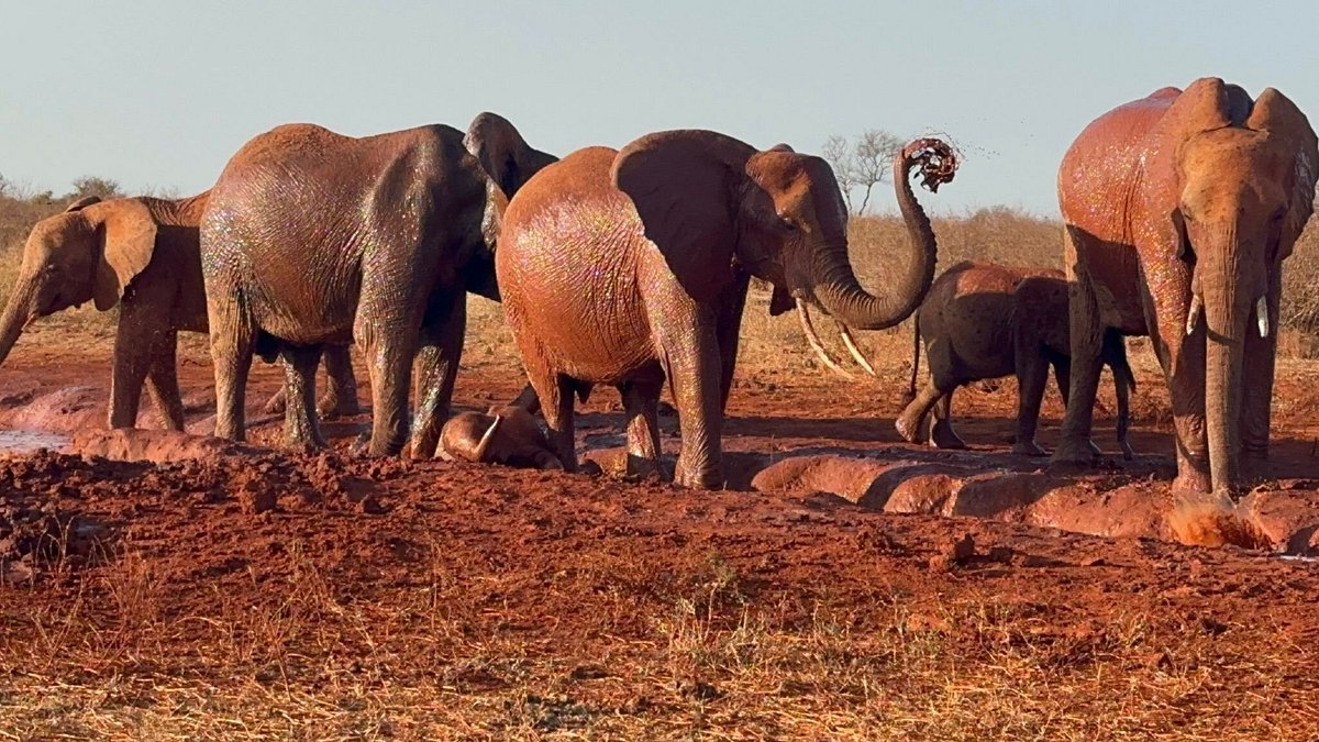 Elefante rosso Tsavo East safari da Watamu