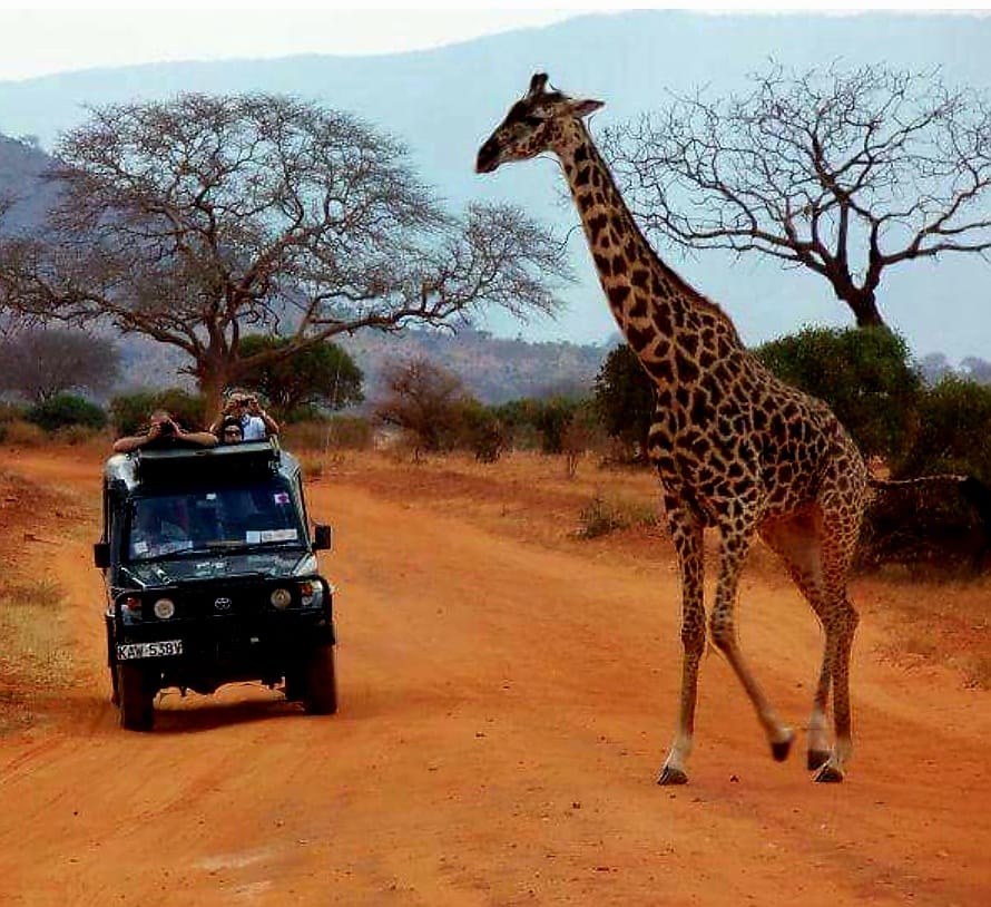 Girafa traversando le stranda