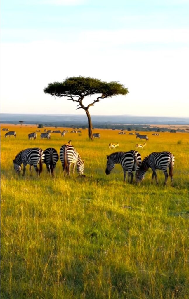 Masai mara cuando esta fresco