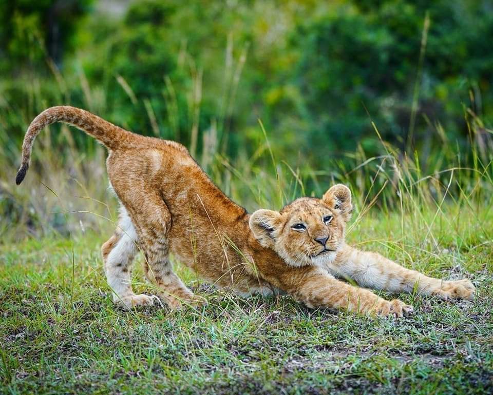 Le destinazioni migliori per un safari fotografico Kenya