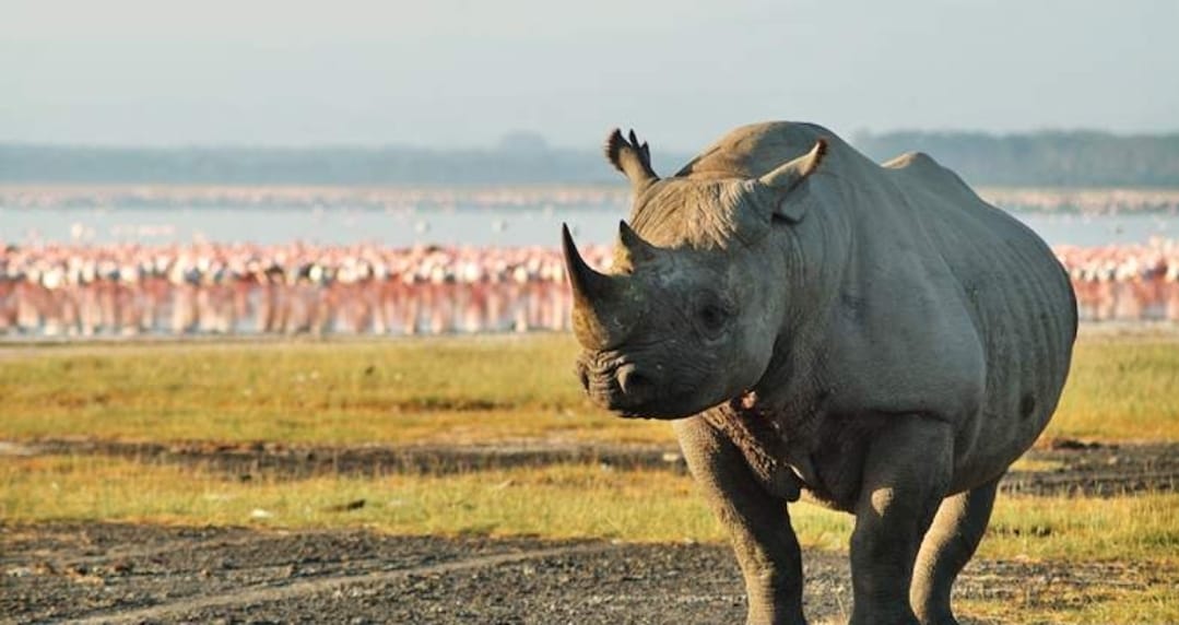 Rinoceronti bianchi e zebre nel Parco Nazionale del Lago Nakuru Kenya
