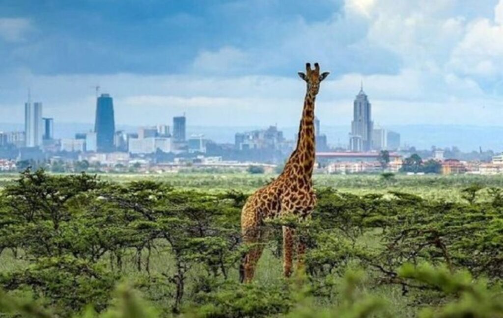 kenya-safari-amazing-view-2026